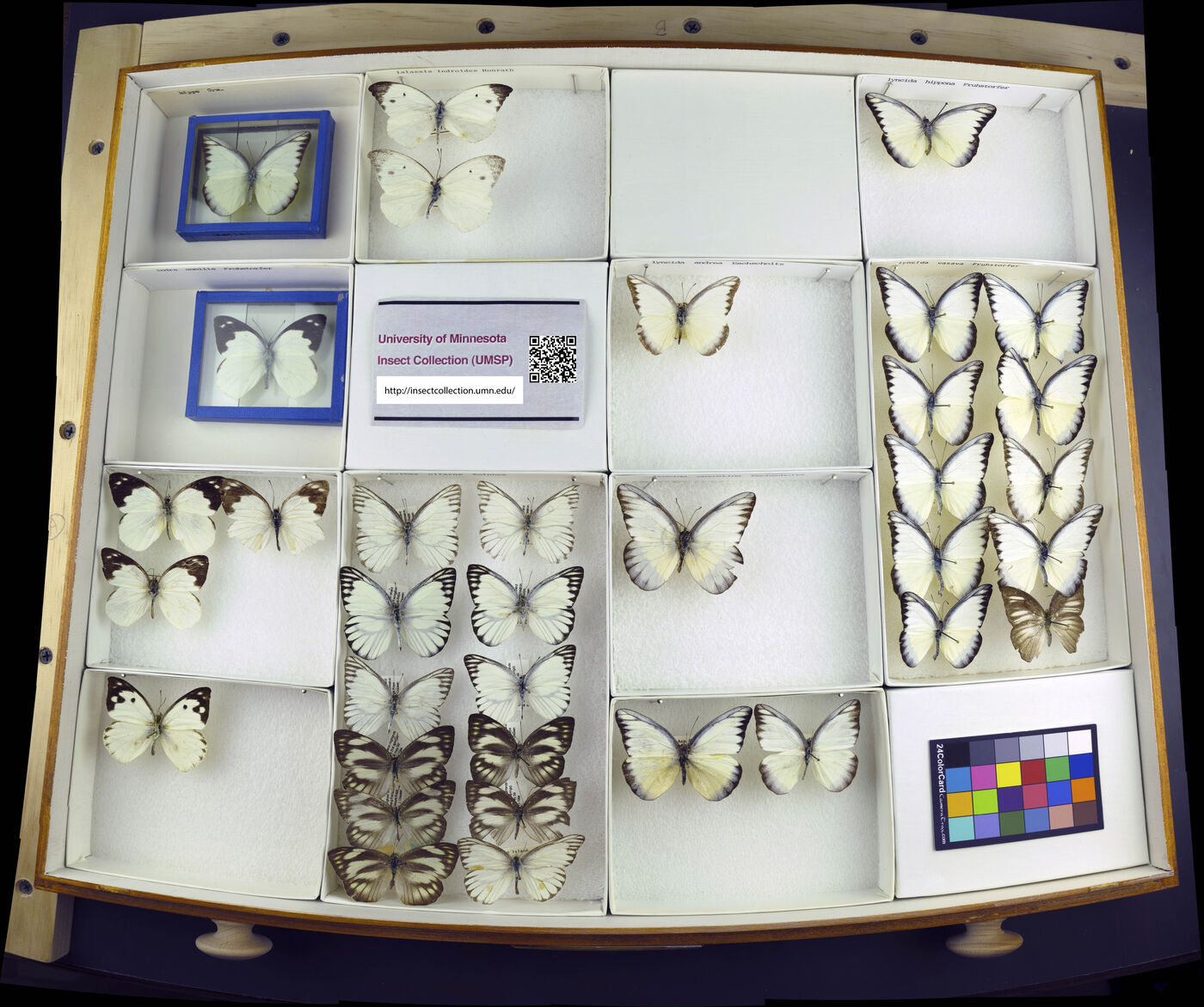 Appias lalassis image