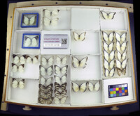 Media resource of Appias lalassis