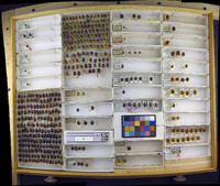 Media resource of Chiridopsis aubei