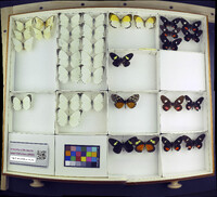 Media resource of Appias sylvia