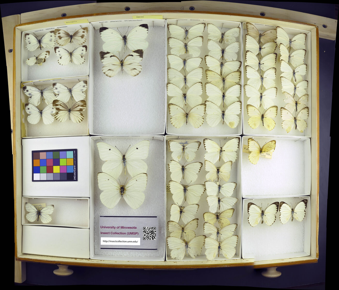 Ascia monuste monuste image