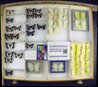 Media resource of Catasticta susiana