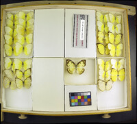 Media resource of Catopsilia pomona