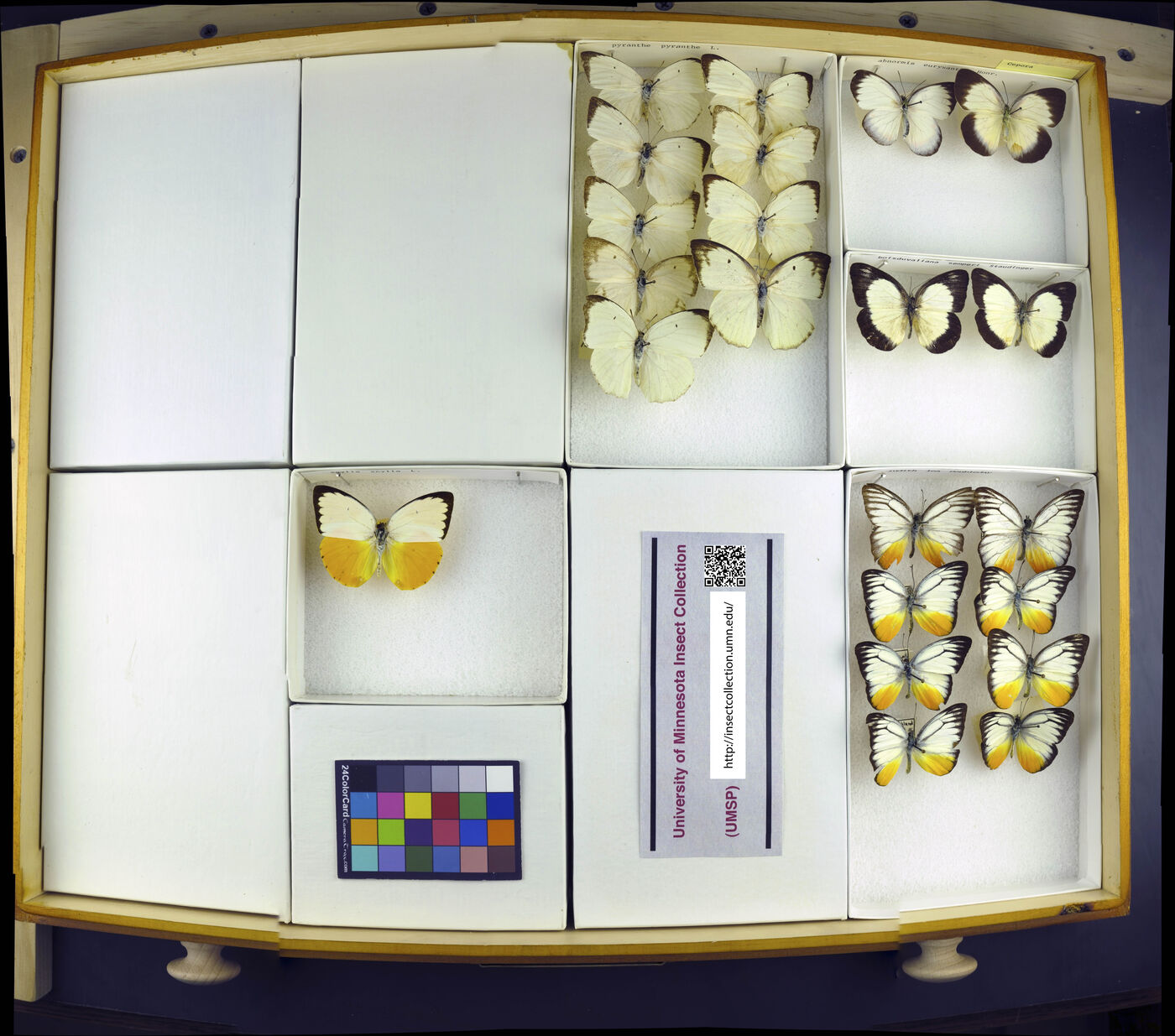 Cepora abnormis image