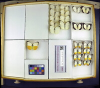 Media resource of Cepora abnormis