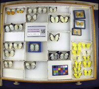 Media resource of Colias alexandra