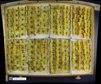 Colias eurytheme image