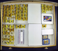 Colias eurytheme image