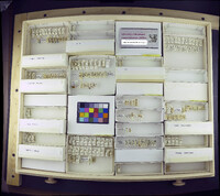 Media resource of Psectrocladius flavus