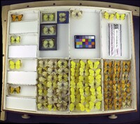 Media resource of Colias gigantea