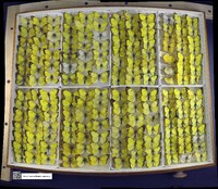 Colias philodice image