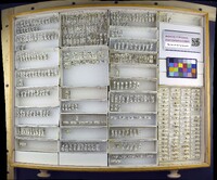 Media resource of Acanthoscelides fraterculus