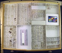 Media resource of Acanthoscelides obtectus