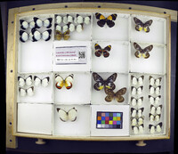 Media resource of Delias niepelti