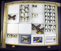 Media resource of Delias zebra