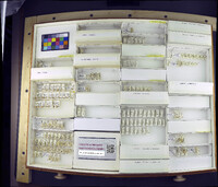 Media resource of Pseudodiamesa branickii