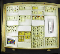 Media resource of Enantia melite