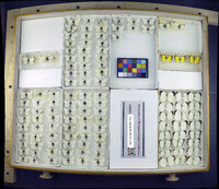 Media resource of Eurema ada