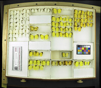 Media resource of Eurema albula