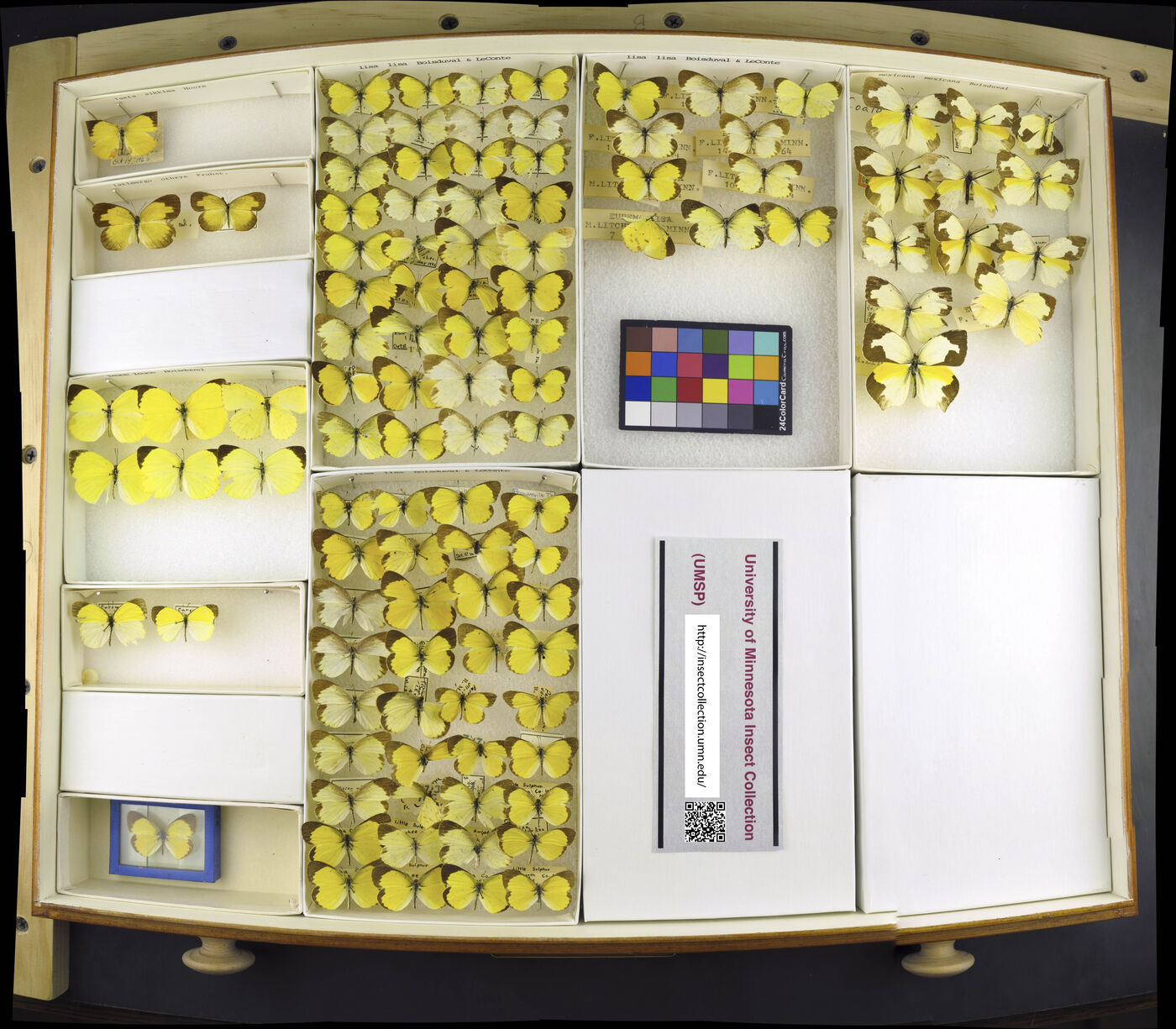 Eurema mexicana mexicana image