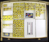 Media resource of Eurema mexicana