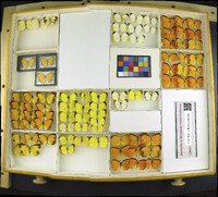 Media resource of Eurema nicippe