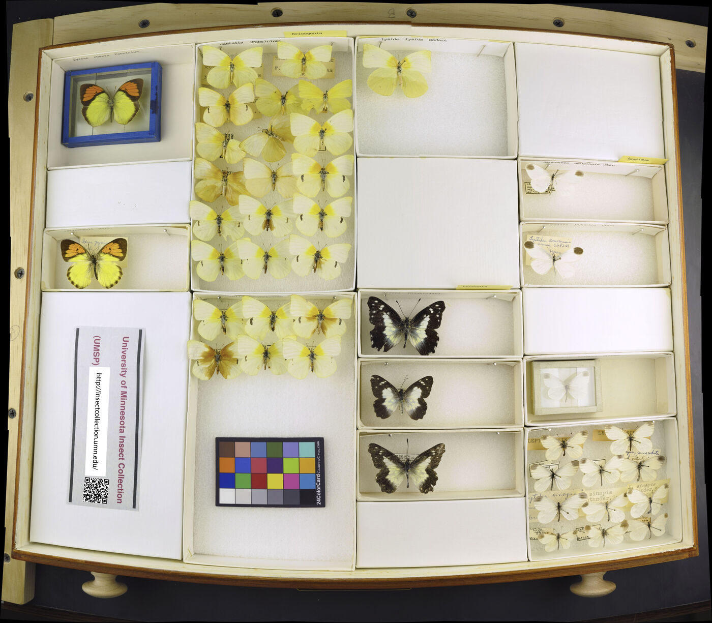 Kricogonia lyside image