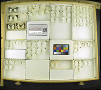 Media resource of Leptosia alcesta