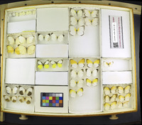 Media resource of Leucidia elvina