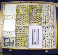 Media resource of Nathalis iole