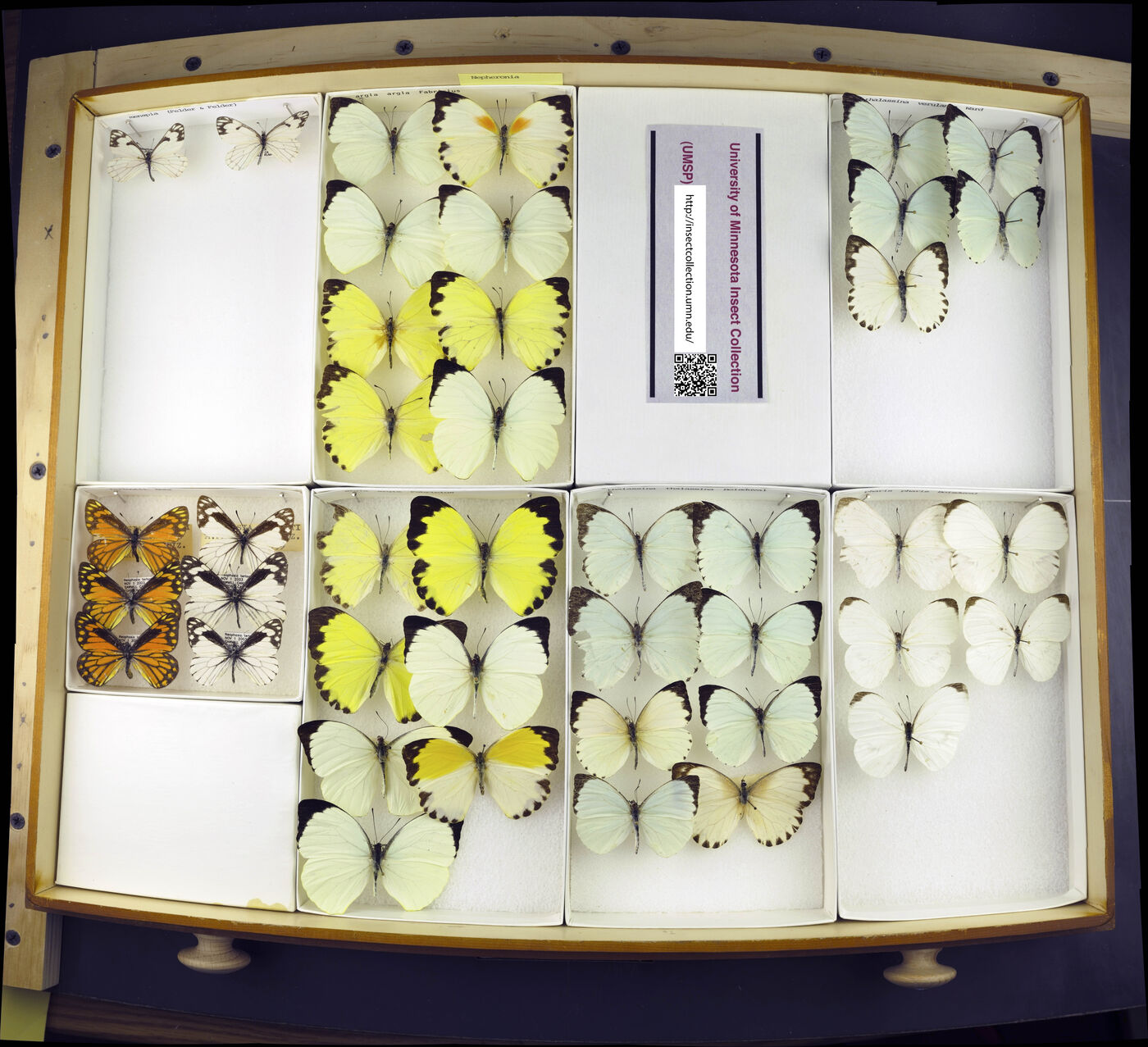 Nepheronia argia image