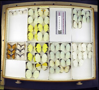 Media resource of Nepheronia argia