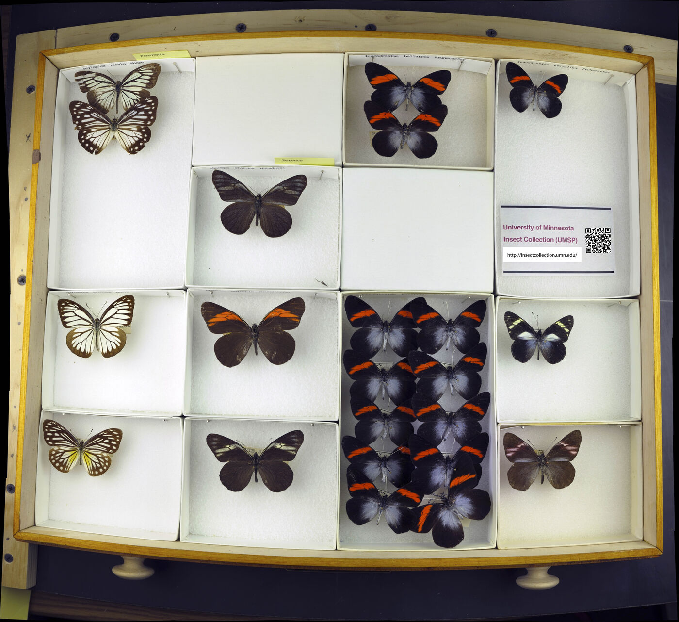 Pereute charops image