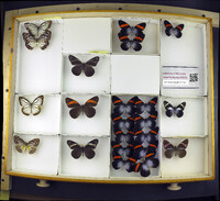 Media resource of Pereute charops