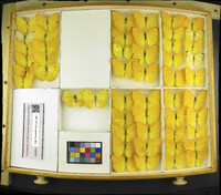 Media resource of Phoebis argante