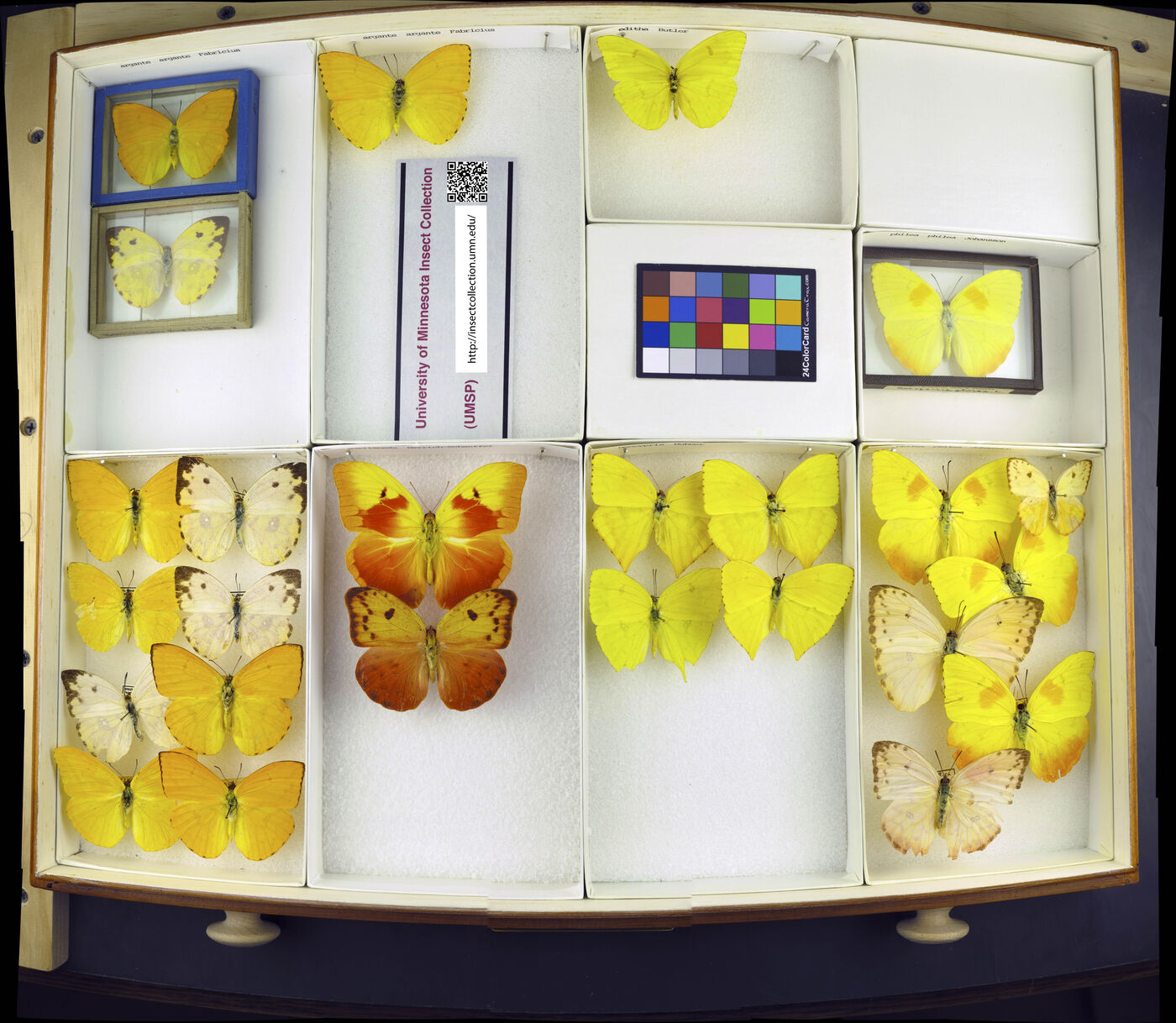 Phoebis avellaneda image