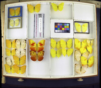 Media resource of Phoebis avellaneda