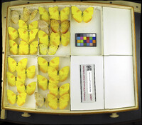 Media resource of Phoebis philea