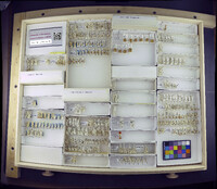 Media resource of Tanypus punctipennis