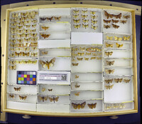 Media resource of Euclea delphinii