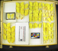 Media resource of Phoebis rurina