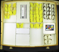 Media resource of Phoebis trite