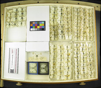 Media resource of Pontia protodice