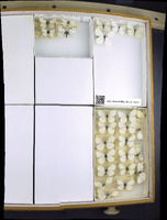 Media resource of Pieris virginiensis