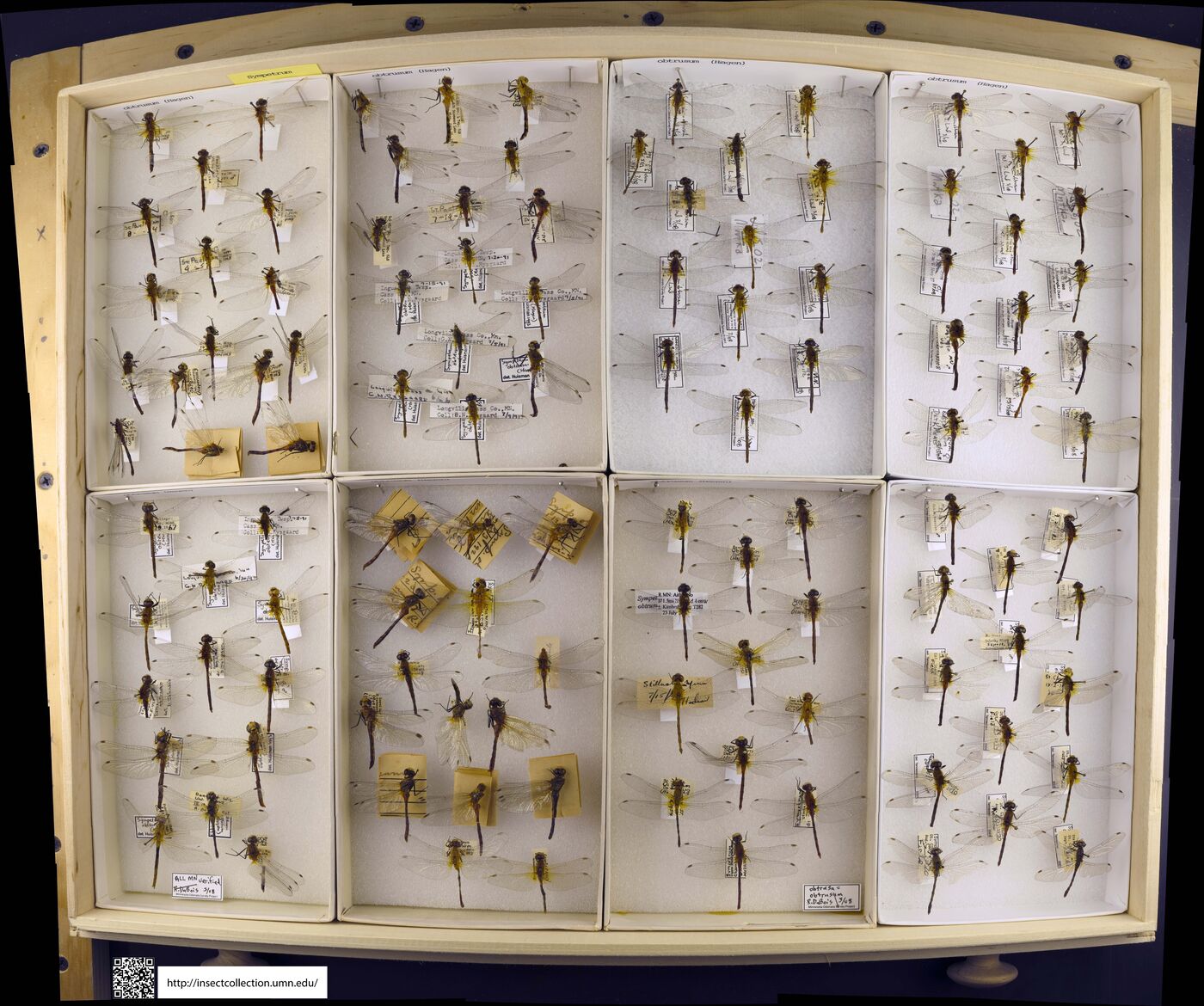 Sympetrum obtrusum image