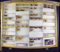 Media resource of Parapluda incincta