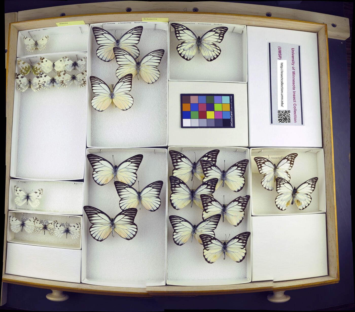 Pontia chloridice image