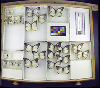 Media resource of Pontia chloridice