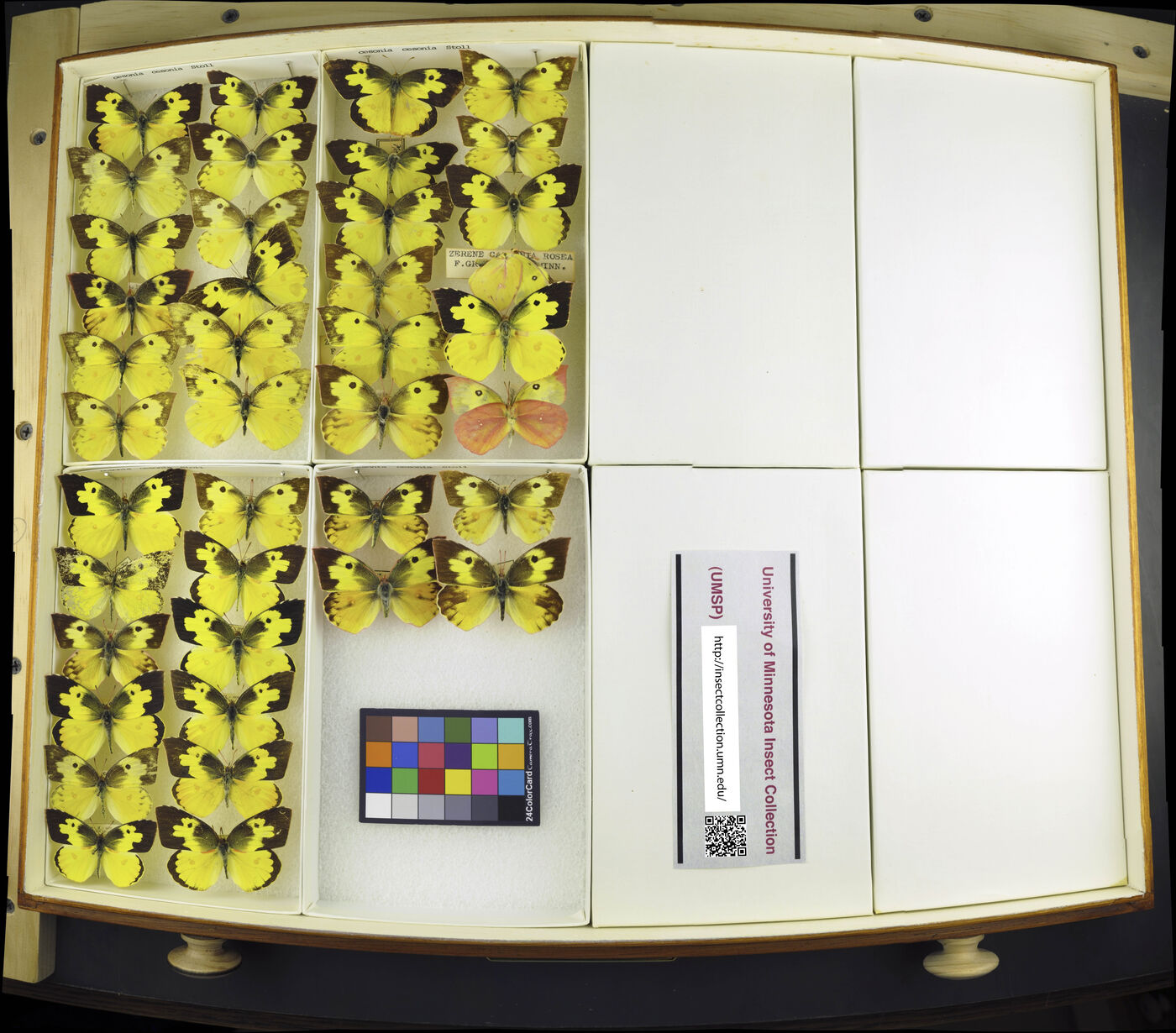 Zerene cesonia image