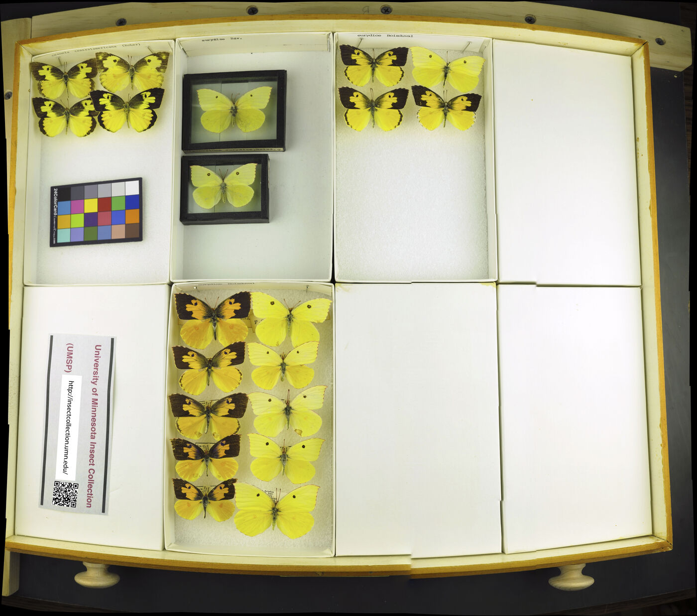 Zerene eurydice image